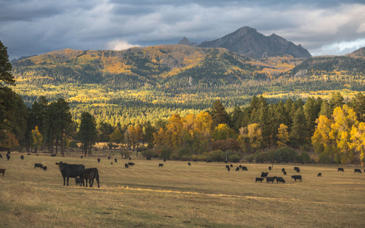 Ode to Leaf Peeping